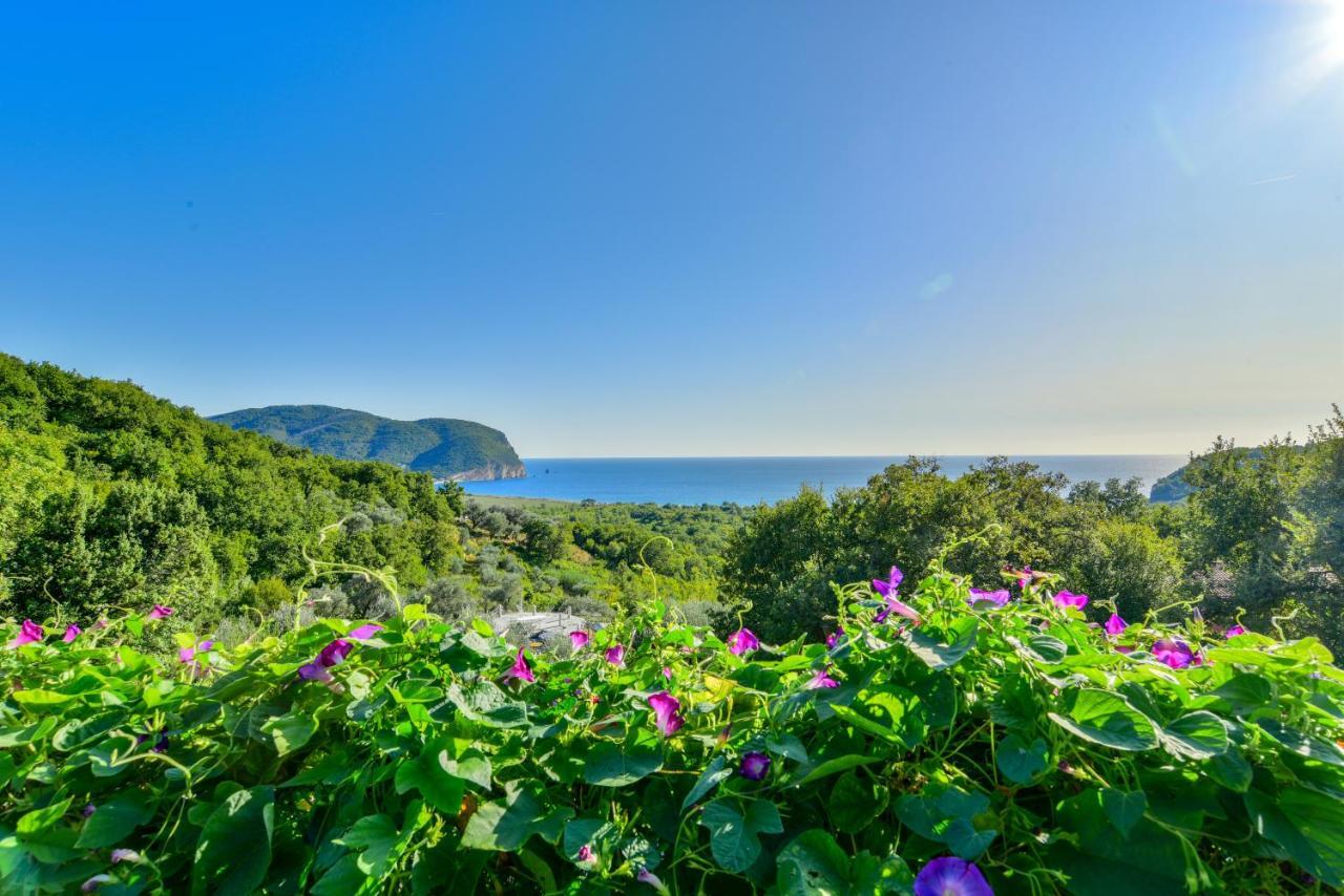 Pataki Studios Petrovac Zewnętrze zdjęcie